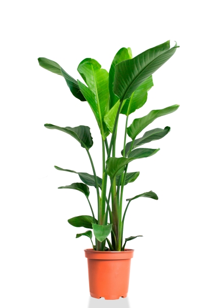 Стрелиция Николай 23/140 см Стрелиция Николай 23/140 см