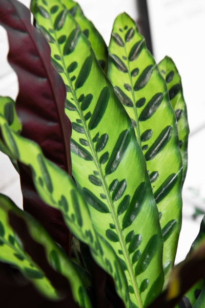 Калатея Лансифолия 30/80 см в QUADRO LS 43