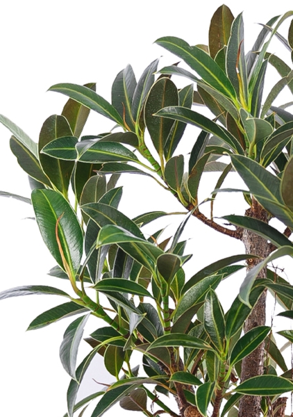 Фикус Эластика Мелани бранч 24/65 см Фикус Эластика Мелани бранч 24/65 см