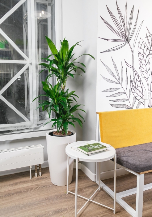 Драцена Джанет Крейг 3 ствола в RONDO 32