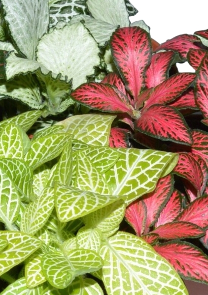 Фиттония микс 5/15 см в MINI DELTINI 10