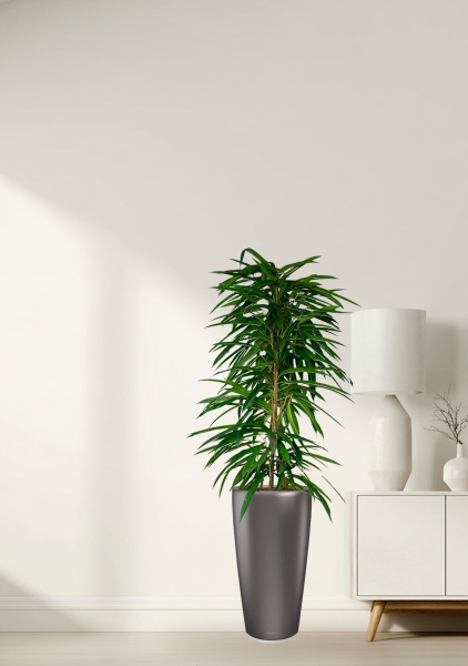 Фикус Али пирамида 24/120 см в RONDO 32 Фикус Али пирамида 24/120 см в RONDO 32