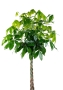 Пахира Акватика 30/170 см в CANTO STONE LOW 40