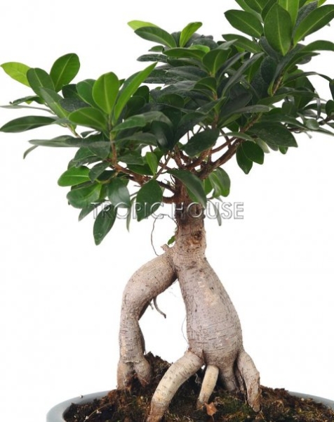 Фикус Бонсай в керамике 23/40 см
