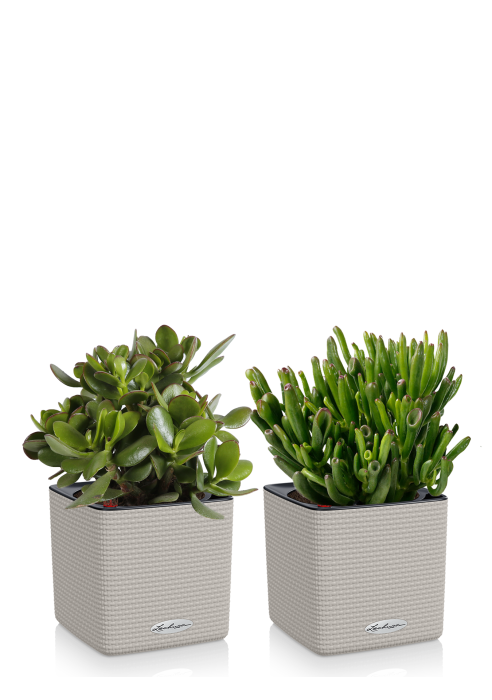 Набор Крассул в CUBE COLOR 14, Песочно-коричневый