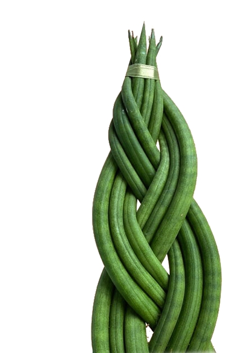 Цилиндрика Косичка в OJO