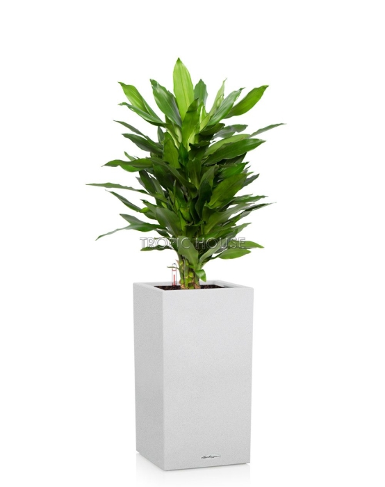 Драцена Джанет Линд CANTO STONE HIGH 30/130 см Песочный белый