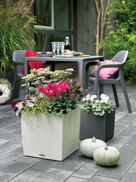 Петуния Цветной Микс в CUBE Cottage 50 Петуния Цветной Микс в CUBE Cottage 50