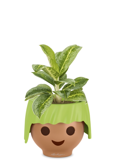 Аглаонема Лемон Минт в OjO, зеленый