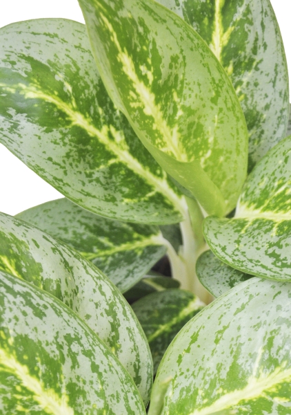 Аглаонема Еллоу Биколор 12/30 см