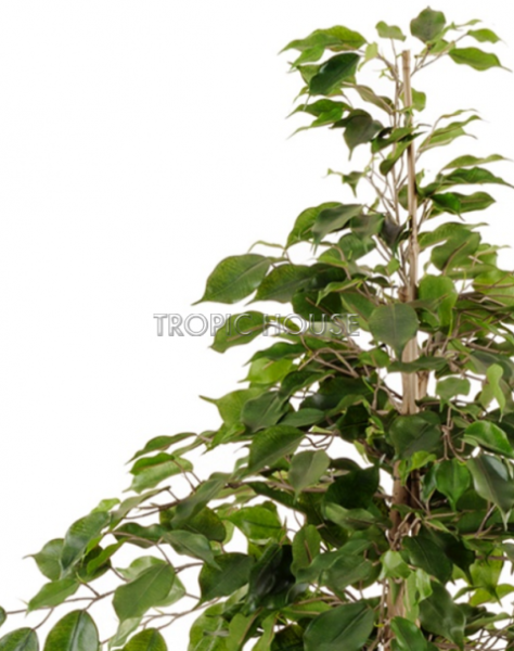 Фикус Бенджамина натуральный