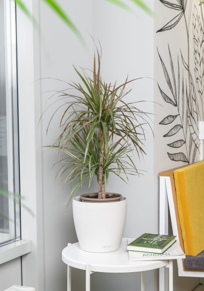 Драцена Маргината 2 ствола 17/70 см