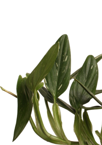 Филодендрон Кобра 12 см в CUBE Color 14