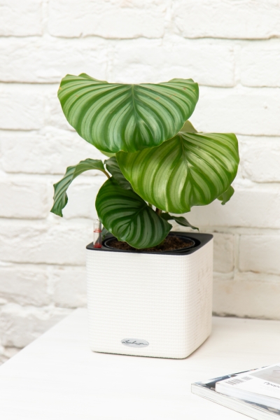 Калатея Орбифолия 15/50 см