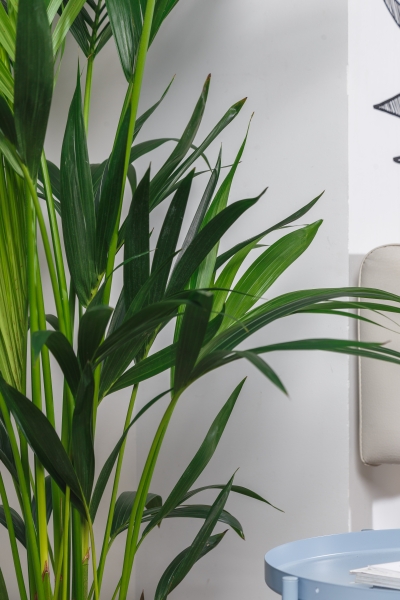 Ховея 27/190 см