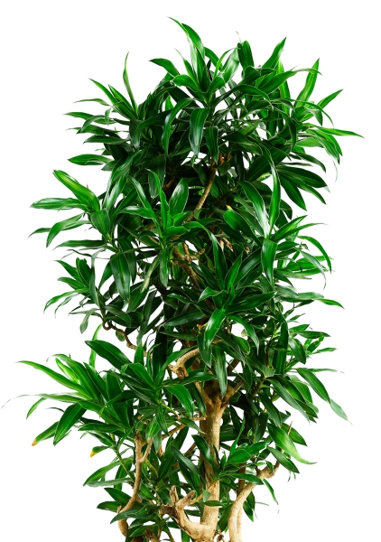 Драцена Песнь Ямайке 32/110 см