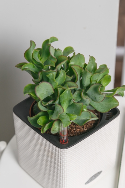 Крассула Ундулатифолия 8/15 см