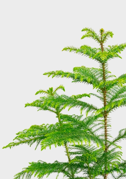 Араукария 19/90 см в CLASSICO COLOR 28