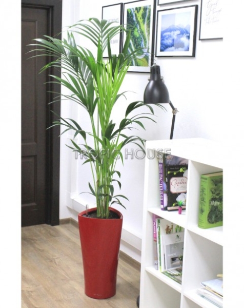 Ховея Кентия 24/170 см Ховея Кентия 24/170 см