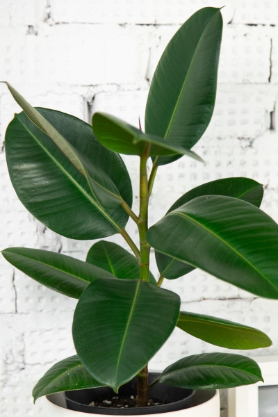 Фикус Эластика Робуста 17/60 см в CLASSICO COLOR 21 Фикус Эластика Робуста 17/60 см в CLASSICO COLOR 21