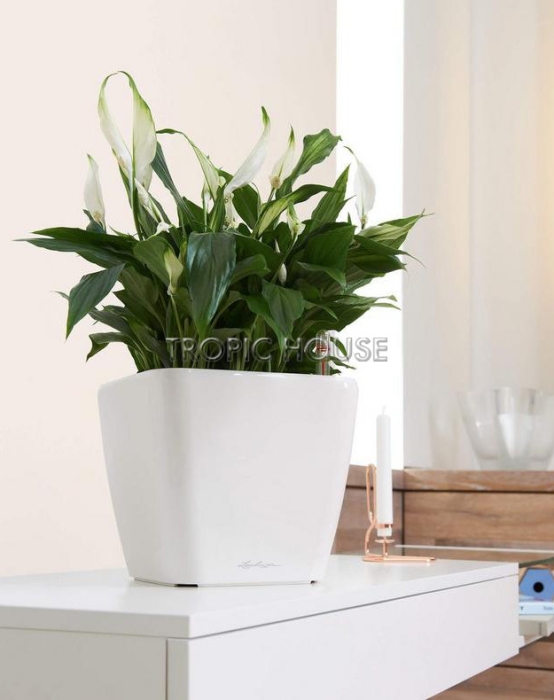 Кашпо LECHUZA QUADRO LS 28х26 см