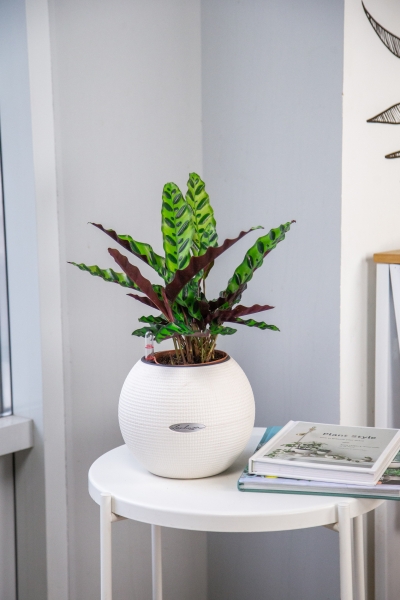 Калатея Лансифолия 12/30 см