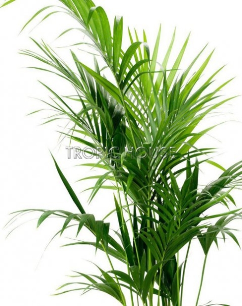 Ховея 24/150 см в CLASSICO COLOR 35