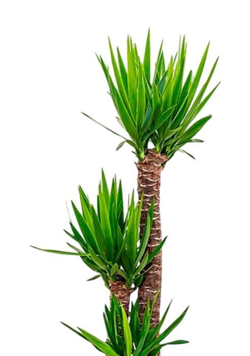 Юкка 3 ствола 31/160 см в QUADRO LS 43