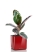 Фикус Эластика Белиз 12/45 см в CUBE GLOSSY 14