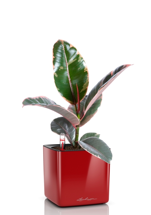 Фикус Эластика Белиз 12/45 см в CUBE GLOSSY 14, ярко-красный блестящий