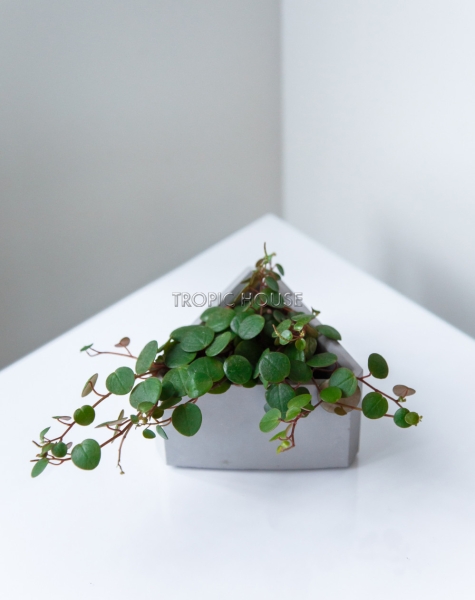 Кашпо бетонное настольное ТН 02