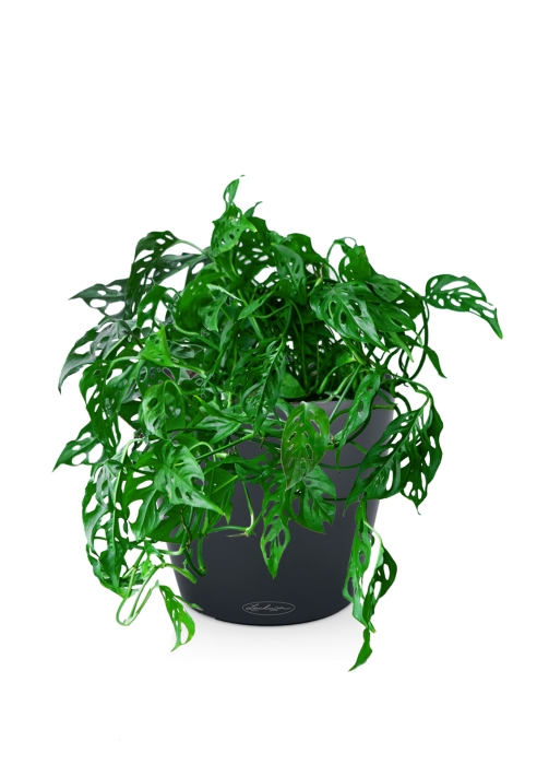 Монстера Манки в CLASSICO COLOR 21, мускатный 