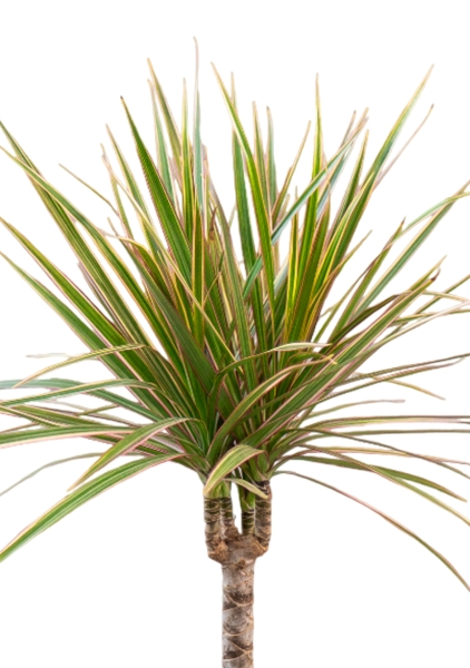 Драцена Маргината Биколор 1 ствол 12/40 см