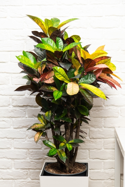 Кротон Мистер Айкетон в CUBICO COLOR 30