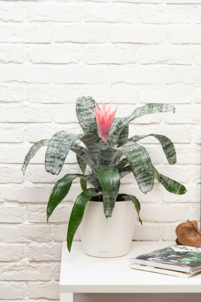 Эхмея 17/50 см в CLASSICO 18