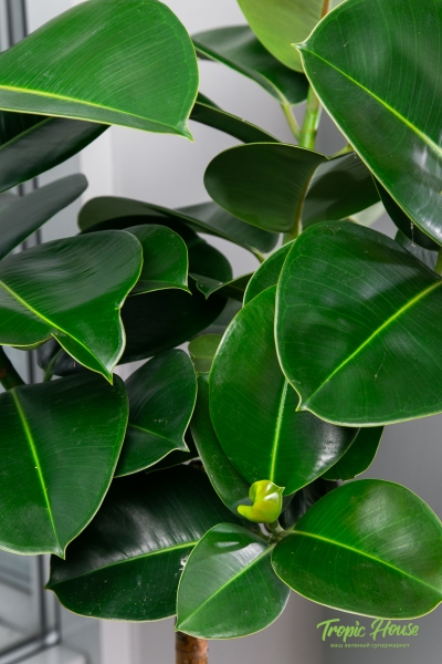 Фикус Эластика Робуста на штамбе 27/130 см Фикус Эластика Робуста на штамбе 27/130 см