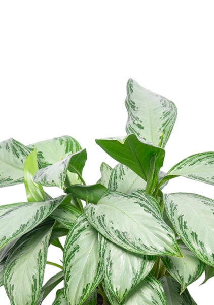 Аглаонема Сильвер Бей 21/50 см