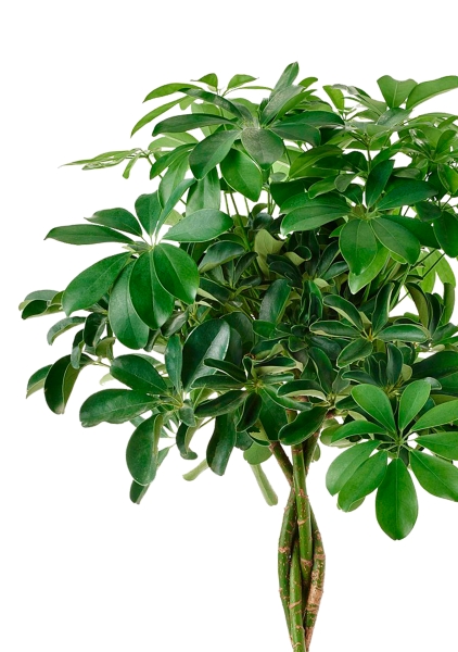 Шеффлера Компакта 21/75 см