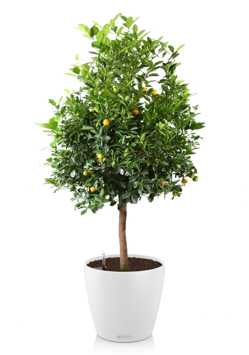 Цитрус Каламондин в CLASSICO COLOR 60, белый