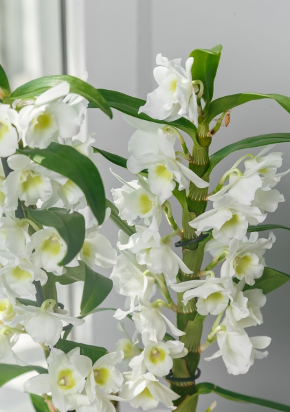 Орхидея Дендробиум белый в ORCHIDEA 18