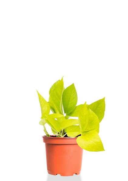 Сциндапсус Голден Потос 12/20 см Сциндапсус Голден Потос 12/20 см