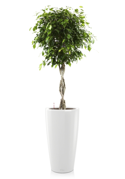 Фикус Экзотика переплетенный RONDO 32/150 см, белый блестящий