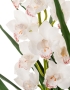 Орхидея Цимбидиум куст белый в-115 см 3 ветки с имитацией земли (без кашпо) (Сенсетив Ботаник) 1/1