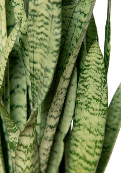 Сансевиерия Зейланика 21/70 см в CLASSICO COLOR 28