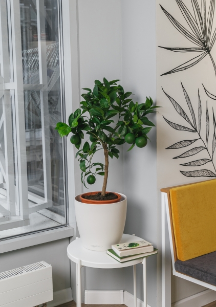 Цитрофортунелла Лайм 22/80 см