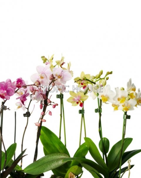 Орхидея солнечный микс в RONDO 32 Орхидея солнечный микс в RONDO 32