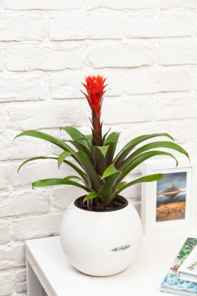 Гузмания Премиум красная 12/45 см