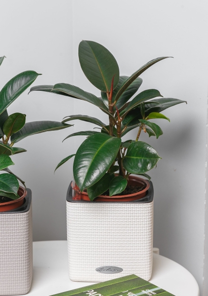 Фикус Эластика в CUBE COLOR 14