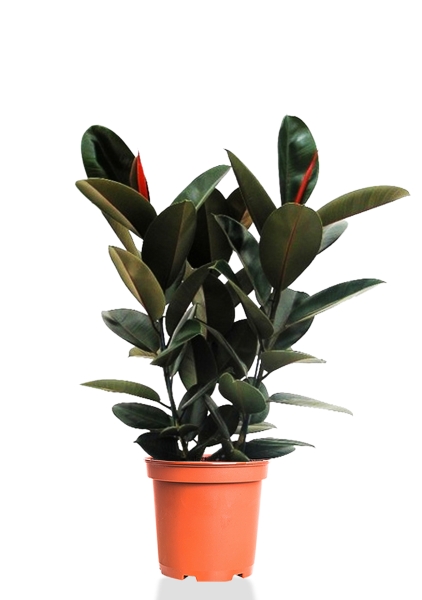 Фикус Эластика Абиджан 3 ствола 27/100 см