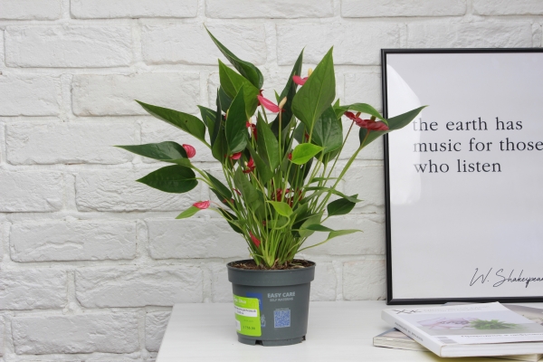 Антуриум многоцветковый 12/40 см в CLASSICO COLOR 18